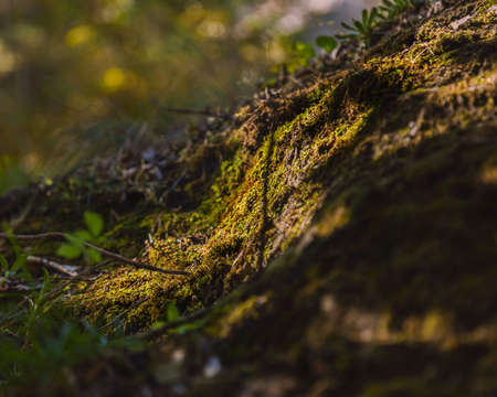 Moss in the forest in autumnの写真素材