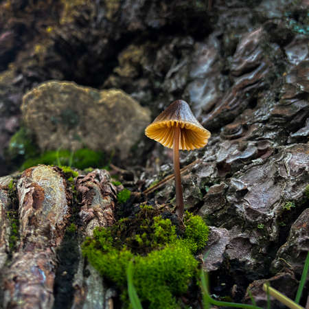 Photo of a mushroom at the base of a treeの写真素材