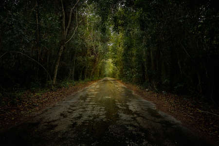 Path in the mayan jungle in the mexican caribbeanの写真素材
