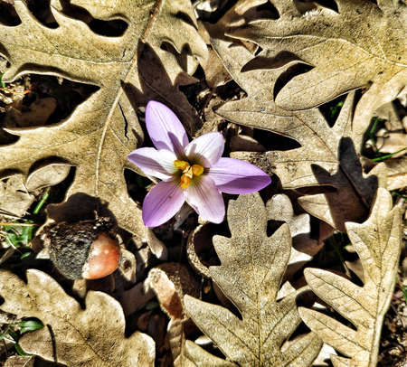 Winter flower growing above autumn oak leaves.の写真素材