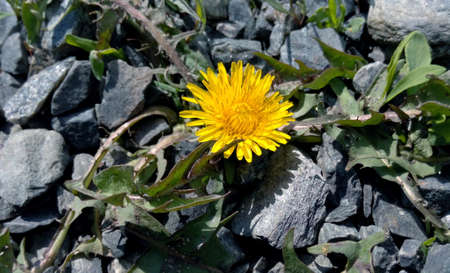 Dandelion yellow among the stones in bright summer dayの写真素材