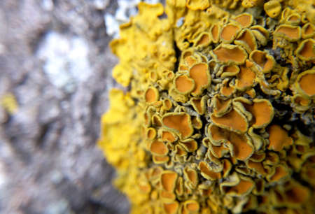 Yellow lichen is very similar to the fungus in magnification, close-up, very close-up, blurred backgroundの写真素材