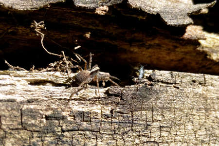 The gray spider lurked on the tree bark near the burrow, close-upの写真素材
