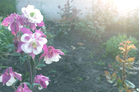 Red flower aquilegia in the rays of the evening summer sun, in a beautiful garden at sunset of the dayの写真素材
