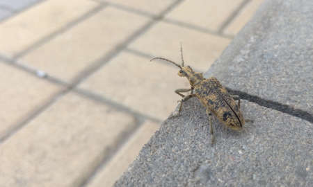 Beetle gray with black spots on the blurred background of stone tiles, beetle bolsheie mustache spotted, closeupの写真素材