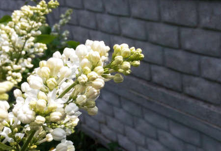 Lilac white blooming against the background of a stone gray wall on a sunny day, blurred background, close-up, springの写真素材