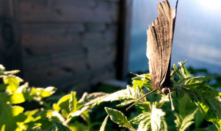 Butterfly brown on green leaves on a sunny summer day good bright weather background blurred close-up                           の写真素材