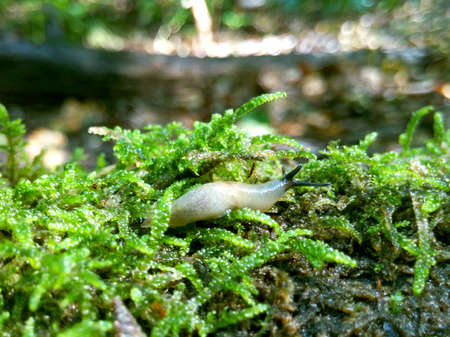 Slug macro photo in the grass in the forest close-up blurred background macro photographyの写真素材