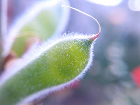 Pods in the sun macro photo image of an enlarged size blurred backgroundの写真素材