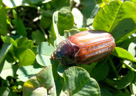 Ð¡ockchafer sleeps on green leaves bright Ð¼ay sun close-up