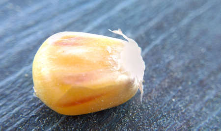 Corn grain close-up on a table, macrophotoの写真素材