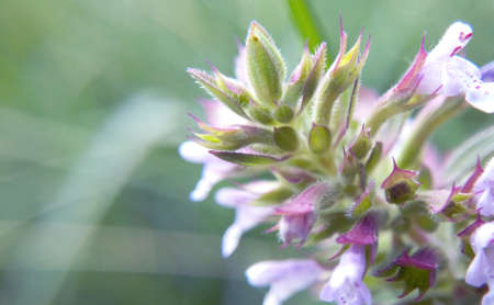 Sprout blooming alive forest garden very close-up blurred background macro photo