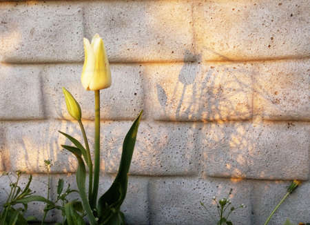 The amazing nature of yellow white tulip blossoming under the sunlight in the middle of a summer or spring landscape. Natural flowers bloom decoration near the wall as a background.の写真素材