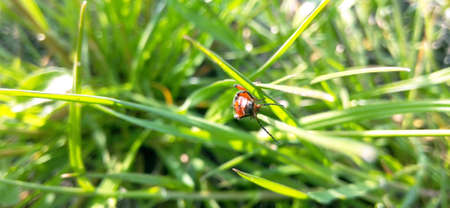 Beetle red blurred background of green grass, close-up, macro photography, wide format