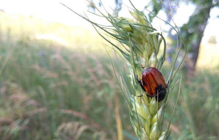 Red with black beetle on background of summer solar field with blurred backgroundの写真素材