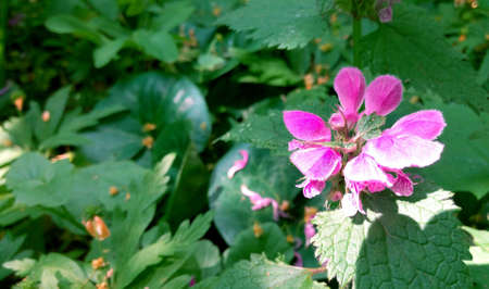 pink flower in the sun solar summer in the wood