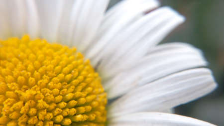 Flower natural blooming chamomile natural beauty of the forest macro photography close-up of blurred backgroundの写真素材