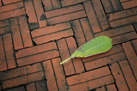 Leaf on the floorの写真素材