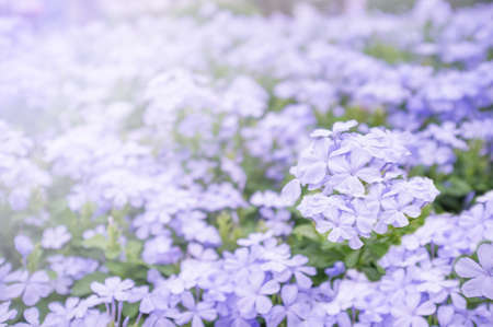 Soft focus and blurred purple flower on sunset background. Shallow depth of field. For presentation in valentine day and happy day. Sun shine white color. For decor interior design.の写真素材