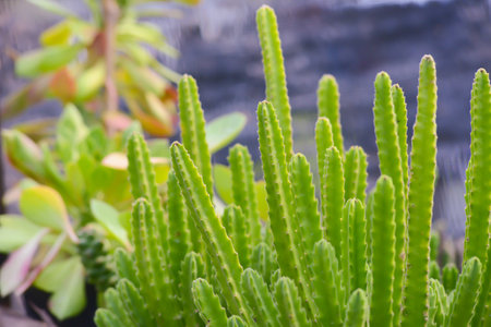 cactus succulent plants mini gardenの写真素材
