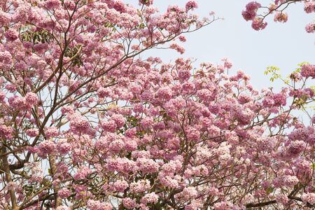 Pink Trumpet Tree with thousands of flowerの写真素材