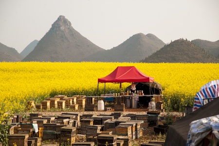 Beekeeping in rapeseed field, Louping