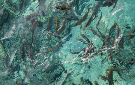 Fishes in the crystal clear waterの写真素材