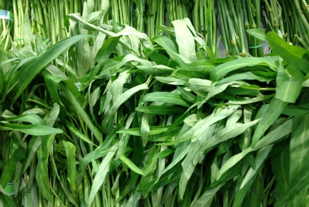 Chinese Water Convolvulus の写真素材