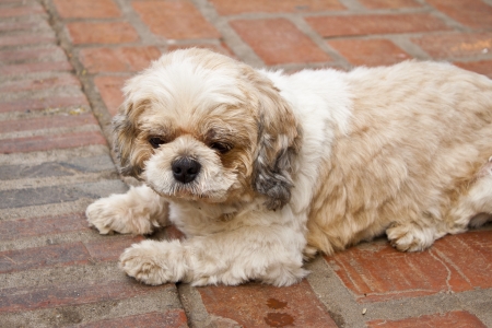 Shih tzu dog lying on the footpathの写真素材