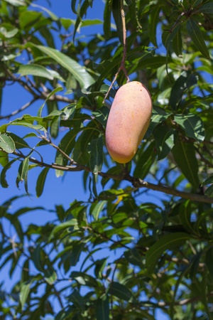Colorful ripe mango on the treeの写真素材