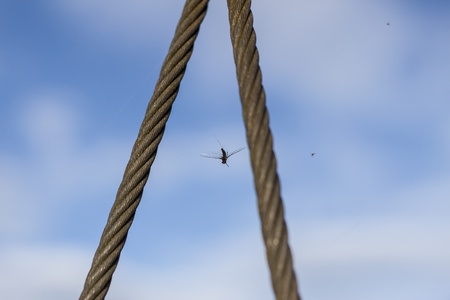 Insects trapped in spider web at the slingの写真素材