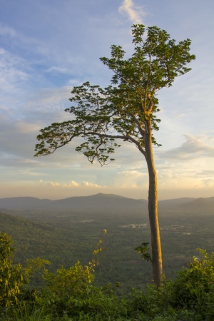 Landscape of tree in twilight timeの写真素材