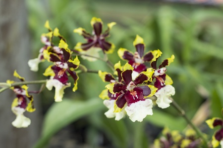Beautiful and colorful orchidの写真素材