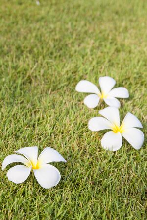 Three Plumeria flowers laying on the grassの写真素材