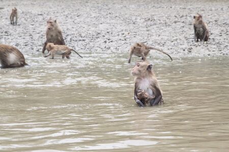 Crab-eating macaque - mother and baby waiting for the foodの写真素材