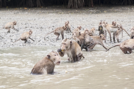 The chief of crab-eating macaque eating the bananaの写真素材