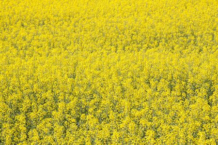 The rapeseed field with its yellow flowersの写真素材