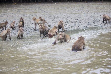 Chief of crab-eating macaque grabbing a banana while none snatching  の写真素材