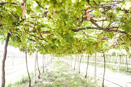 Green grapes in the vineyardの写真素材