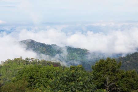 Fog flowing at the tree top in the forestの写真素材