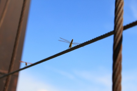 Dragonfly holding on the sling of suspension bridge