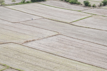 Rice fields were ploughed to prepare planting 