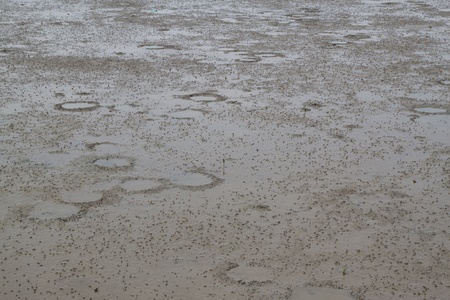 Baby crabs at the muddy beach of Thailand