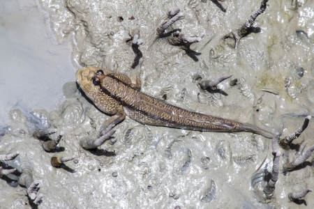 Periophthalmodon schlosser, giant mudskipper in Thailandの写真素材