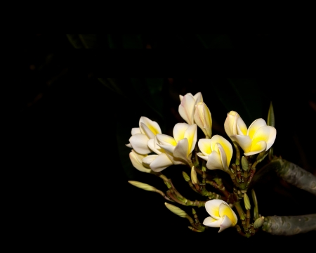 Frangipani flower isolated on the black backgroundの写真素材