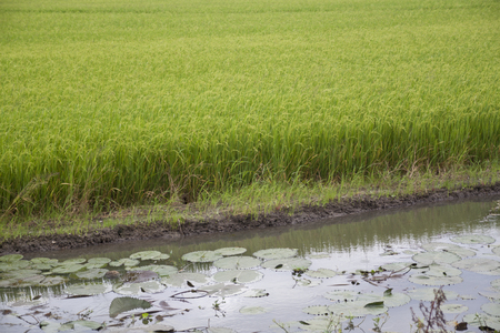 Green rice field and lotus pondの写真素材