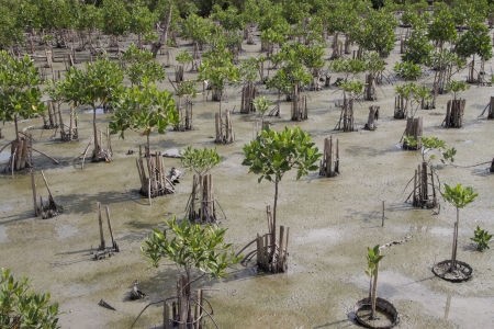 Mangrove young plants in conservation area の写真素材