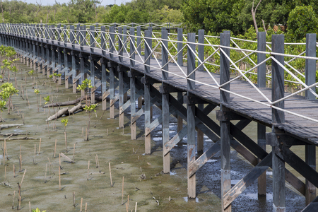 Walkway bridge in the mangrove forest of Thailandの写真素材