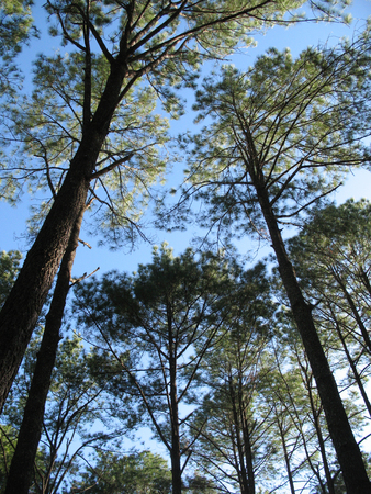 Pine trees shot from angle of elevationの写真素材