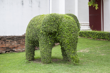 Tree cut in elephant shapeの写真素材
